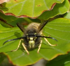 Dolichovespula saxonica