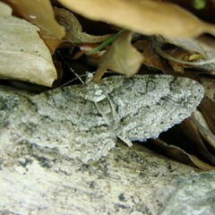 Paradarisa consonaria