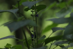 Salvia mexicana