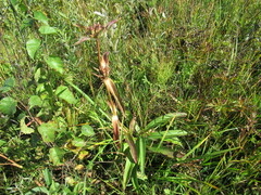Gentiana macrophylla