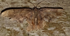 Epipleminae