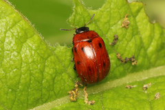 Gonioctena viminalis