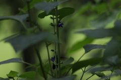 Salvia mexicana
