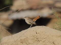 Cercotrichas galactotes