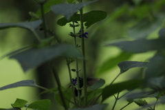 Salvia mexicana