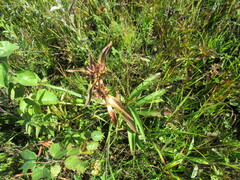 Gentiana macrophylla