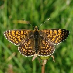 Melitaea cinxia