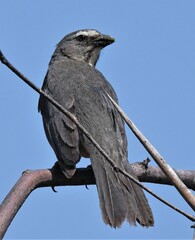 Saltator coerulescens