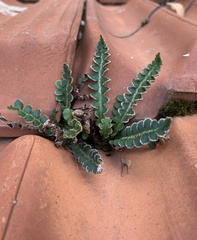 Asplenium ceterach