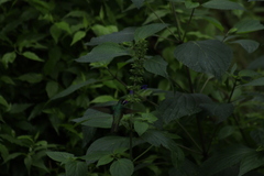 Salvia mexicana