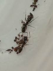 Brachyponera chinensis