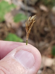 Carex siccata
