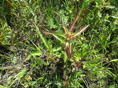 Gentiana macrophylla