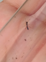 Brachyponera chinensis