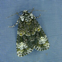 Craniophora ligustri