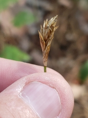 Carex siccata