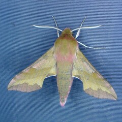 Deilephila porcellus