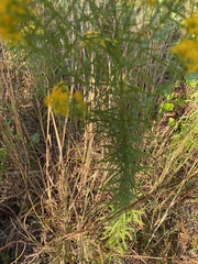 Euthamia caroliniana