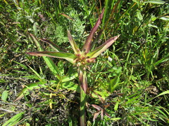 Gentiana macrophylla