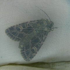 Sideridis reticulata