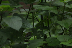 Catharus aurantiirostris