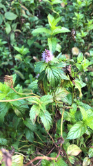 Mentha aquatica