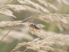 Thomisidae
