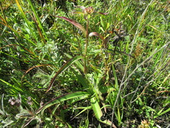 Gentiana macrophylla