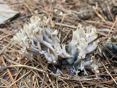 Clavulina coralloides