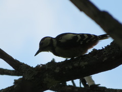 Dendrocopos major japonicus