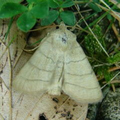 Charanyca trigrammica