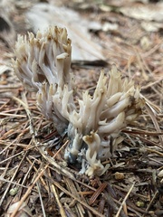 Clavulina coralloides
