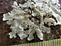 Flavoparmelia caperata