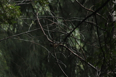 Pipilo maculatus macronyx