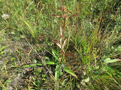 Gentiana macrophylla