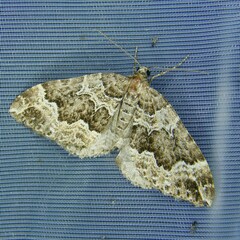 Lampropteryx suffumata