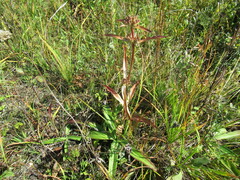 Gentiana macrophylla