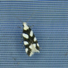 Pseudotelphusa tessella