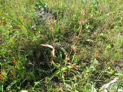 Gentiana macrophylla