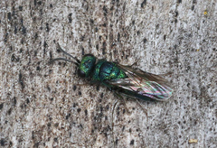 Trichrysis cyanea