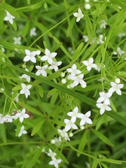 Galium tinctorium