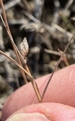 Fimbristylis polytrichoides