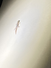 Hemidactylus frenatus