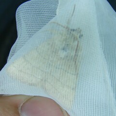 Charanyca trigrammica