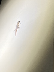 Hemidactylus frenatus