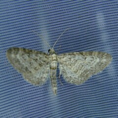 Eupithecia subumbrata