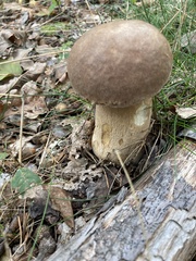Boletus reticulatus