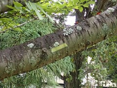 Flavoparmelia caperata