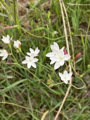 Hesperantha falcata