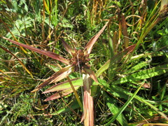 Gentiana macrophylla